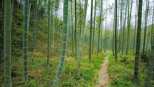 婺源賦春,一群女子撐著油紙傘,走進(jìn)溫婉的江南夢